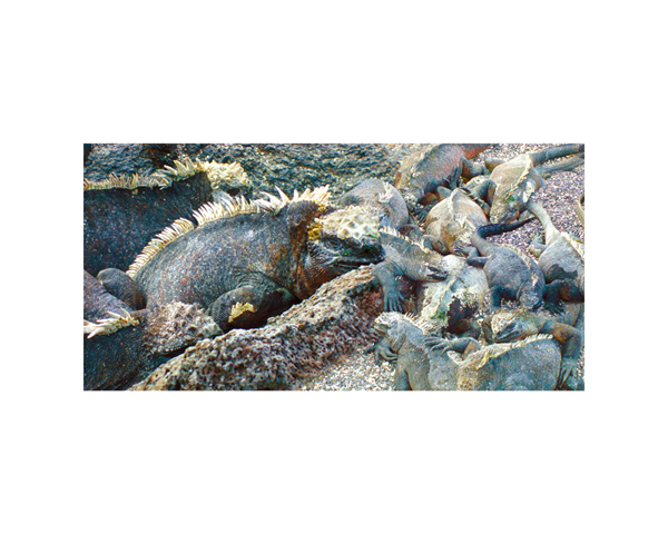 Galapagos Iguanas 3