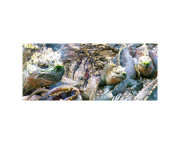 Galapagos Iguanas 5