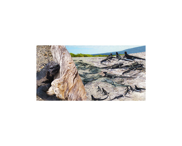 Galapagos Iguanas 6