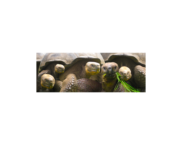 Galapagos Land Turtles 6