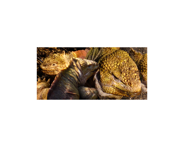 Galapagos Lava Lizard 1