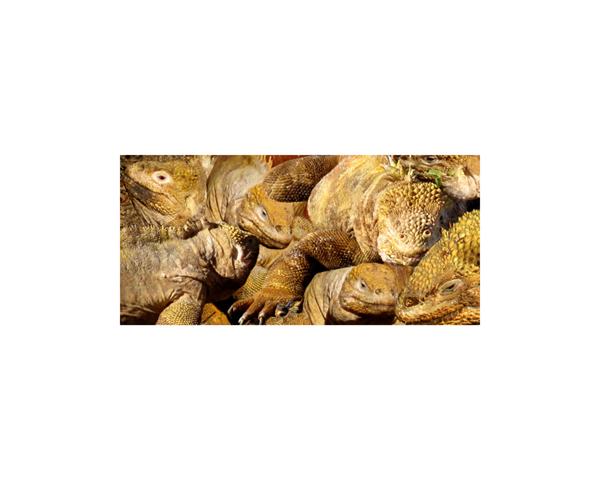 Galapagos Lava Lizard 2