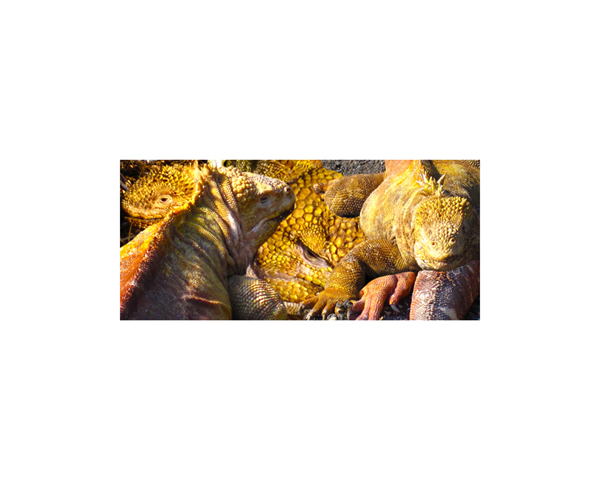 Galapagos Lava Lizard 4