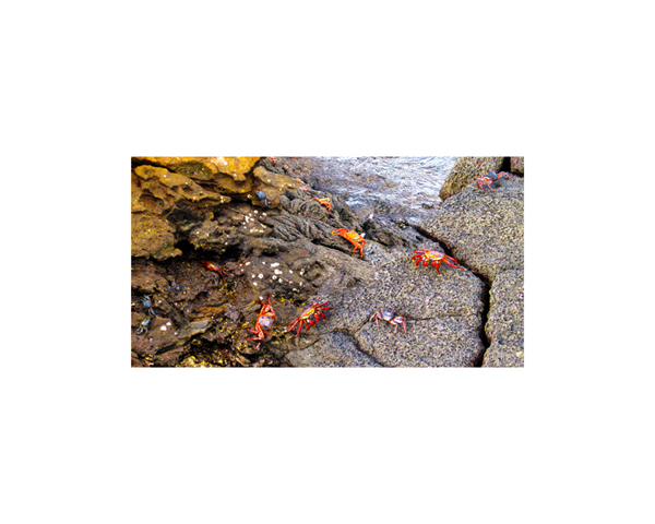 Galapagos Sally Crabs 1