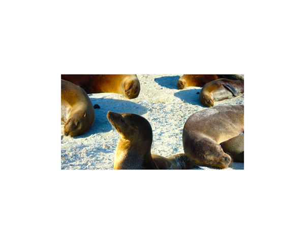Galapagos Sea Lions 10