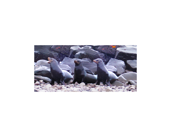 Galapagos Sea Lions 5B
