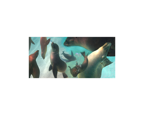 Galapagos Sea Lions 6