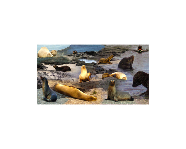 Galapagos Sea Lions 7