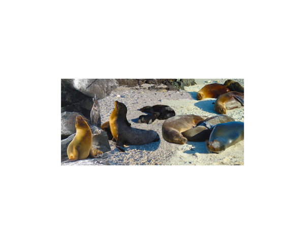 Galapagos Sea Lions 9
