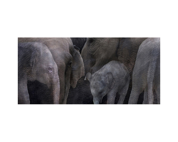 Elephant Gir Forest India