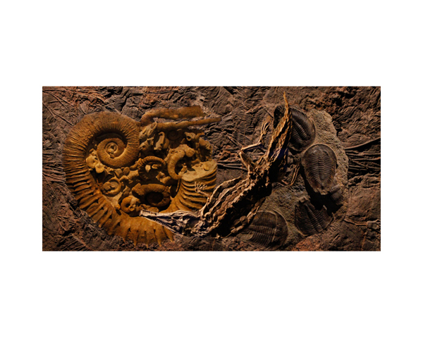 Fossils France