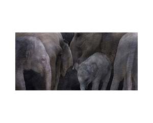Elephant Gir Forest India
