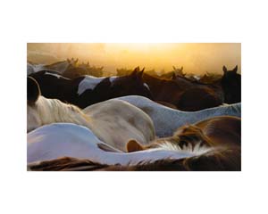 Horses at Dawn Montana