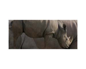 Longleat Rhino