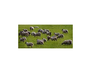 Sheep Scotland