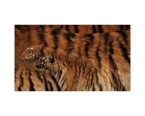 Tiger Fur France