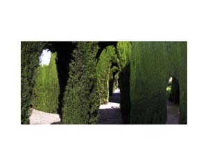 Alhambra Garden 1
