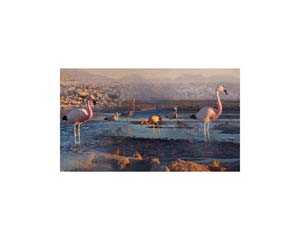 Atacama Pink Flamingos 4