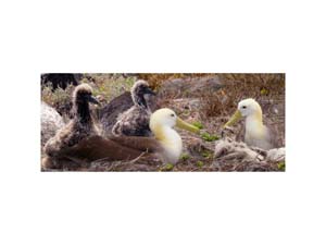 Galapagos Albatross Babies