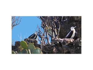 Galapagos Frigate Nests 2