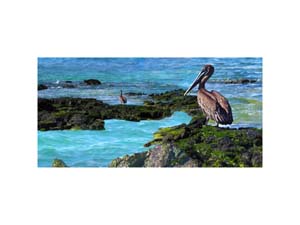 Galapagos Pelican