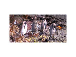 Galapagos Penguins 10