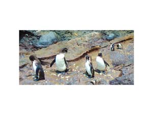 Galapagos Penguins 2