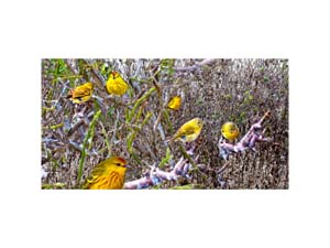 Galapagos Yellow Warbler 1