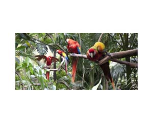 Zoo Birds Costa Rica