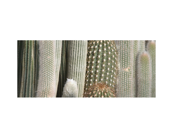 Kew Cactus Poles 2