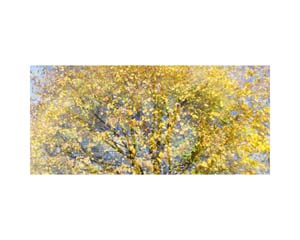Hyde Park Yellow Tree