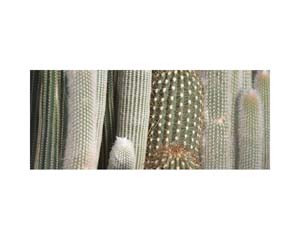 Kew Cactus Poles 2