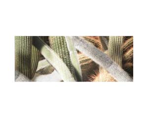 Kew Cactus Spikes