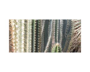 Kew Cactus Spikey