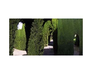 Alhambra Garden 1 Green
