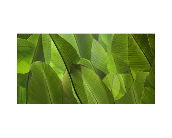 Onomea RF Banana LeafW