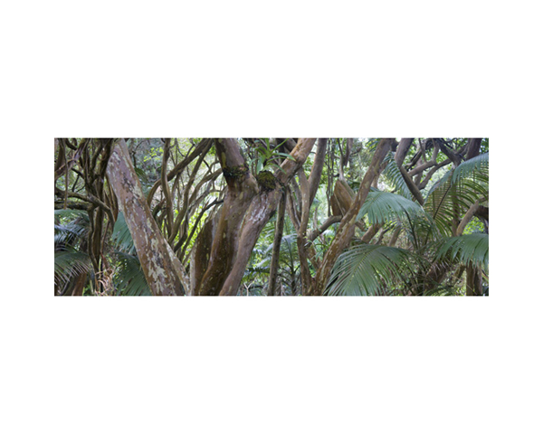 Onomea RF Brown Tree