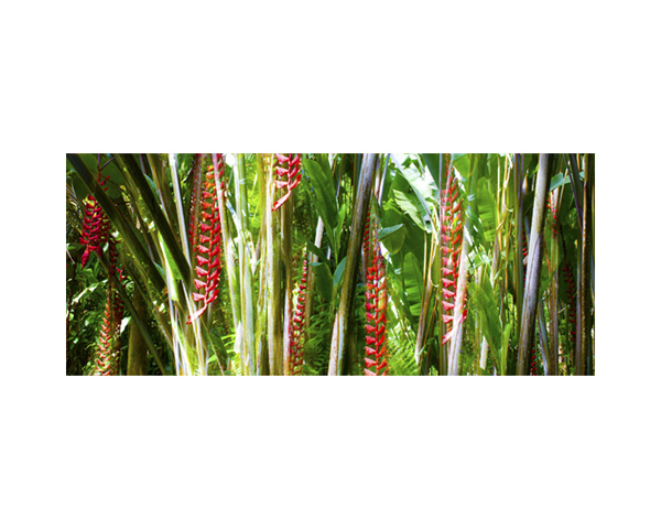 Onomea RF Flowers Red