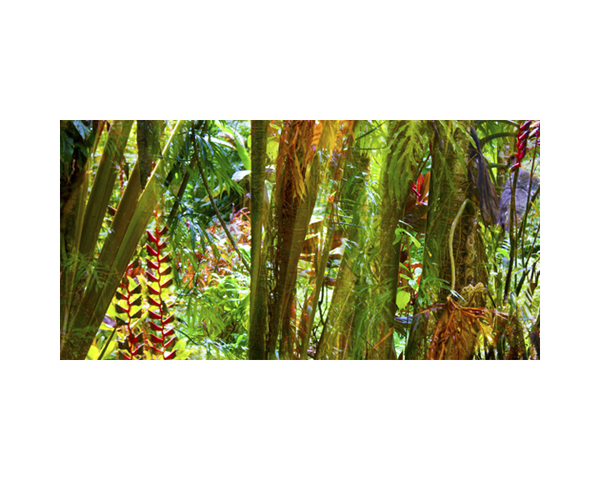 Onomea RF Jungle Purple