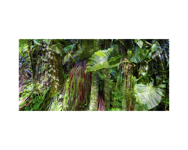 Onomea RF Tree Trunks