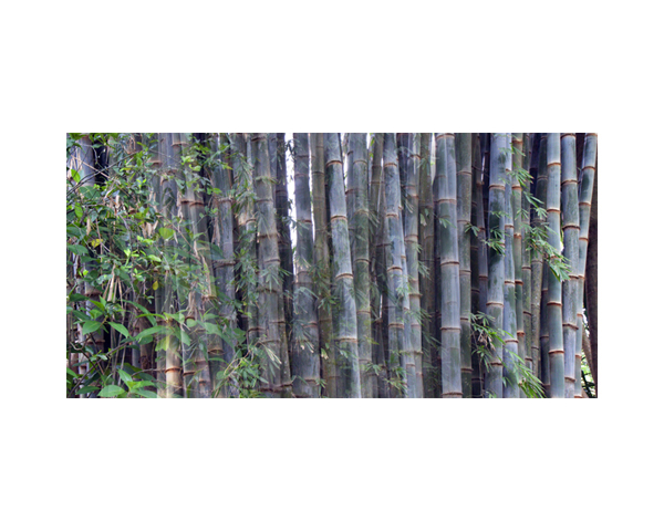 Bamboo Tree