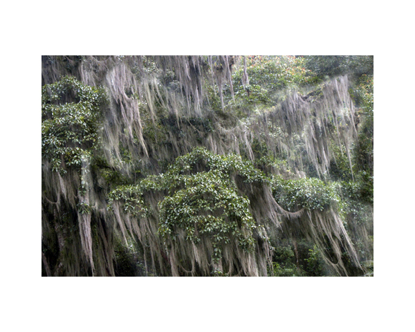Dead Trees Costa Rica 