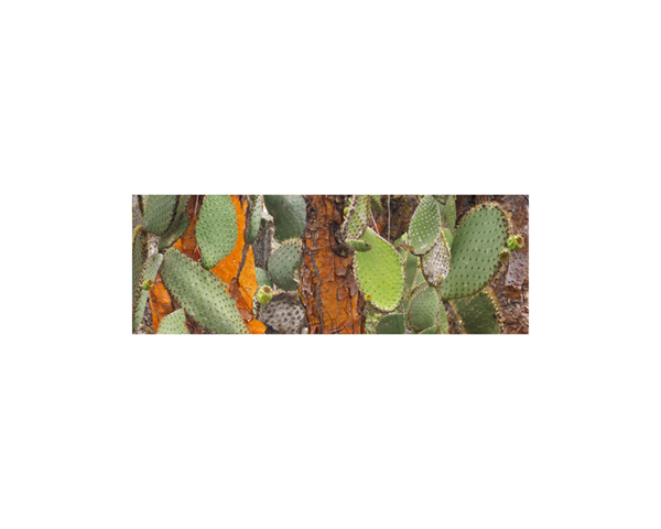 Galapagos Cactus 2