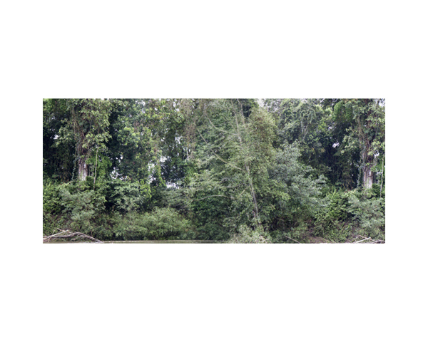 Grey Green Bushes 2 CR