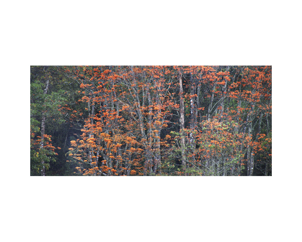 Orange Trees 2b Costa Rica