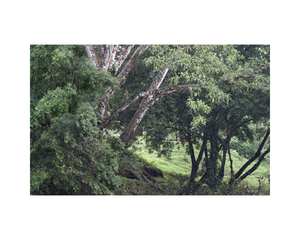 Tree Trunks in River CD CR