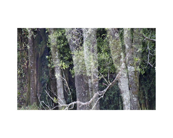 Trees and Valley 1 CR