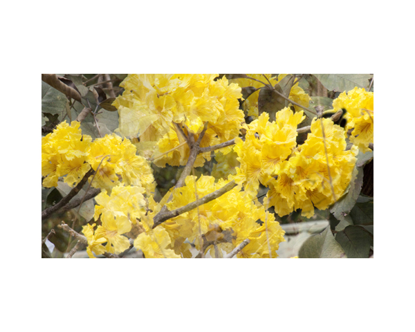 Yellow Bush B Costa Rica