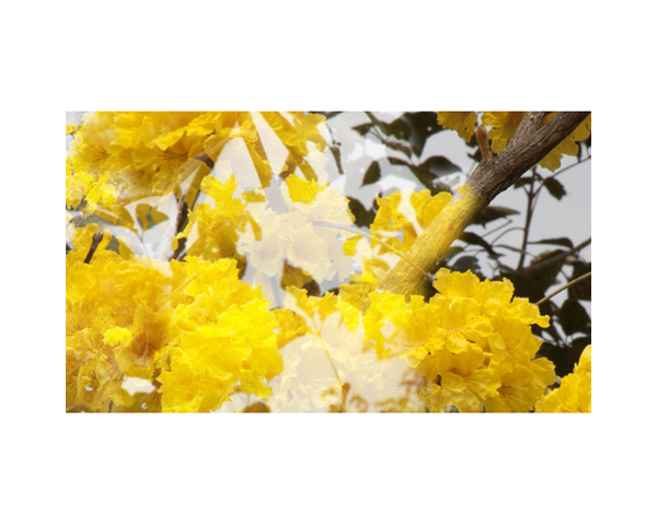 Yellow Bush Costa Rica