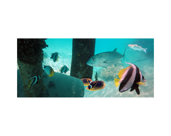 Tahiti Fish